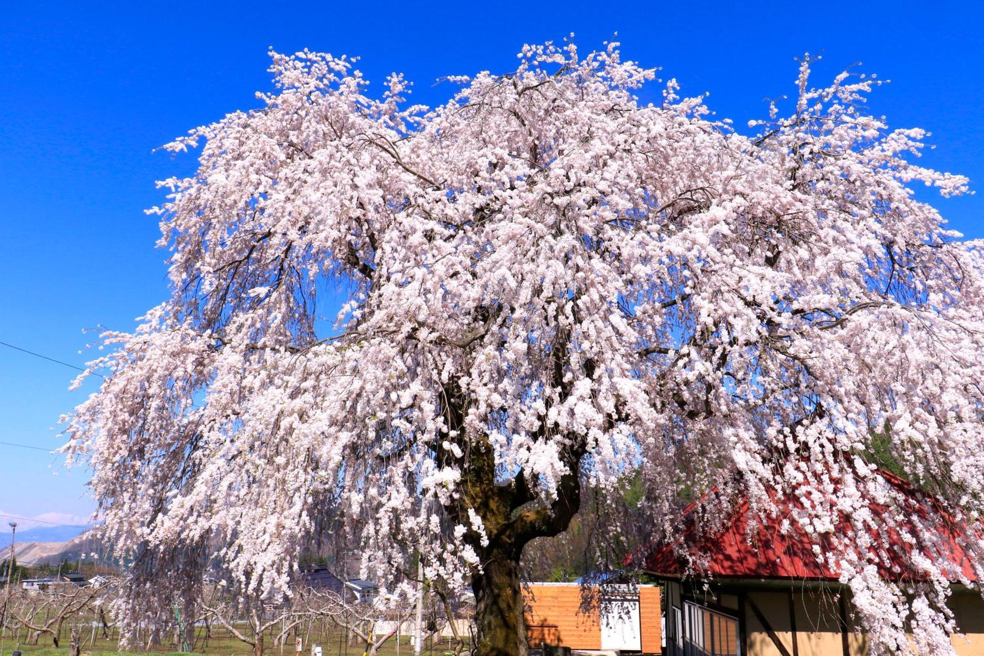 Отель Fujiiso (Adults Only) Takayama  Экстерьер фото